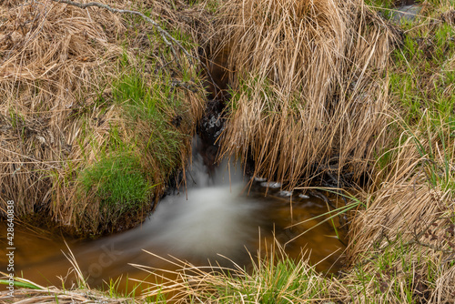 Dry grass and frosty icicle near Hajny creek in national park Sumava in morning photo