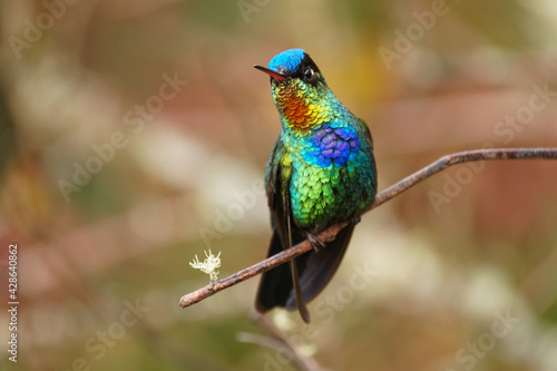 Fiery-throated Hummingbird - Panterpe insignis medium-sized hummingbird breeds only in the mountains of Costa Rica and Panama. Beautiful colourful bird with orange, yellow, blue and green feather