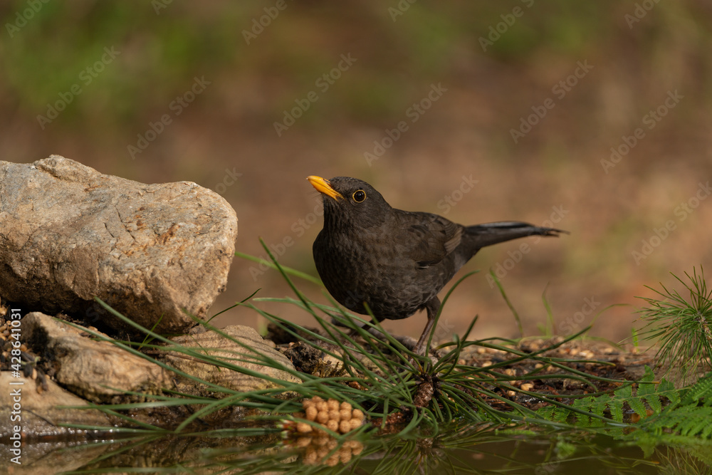 mirlo en el suelo junto al los helechos del estanque (Turdus merula) mirlo en el suelo junto al los helechos del estanque (Turdus merula)