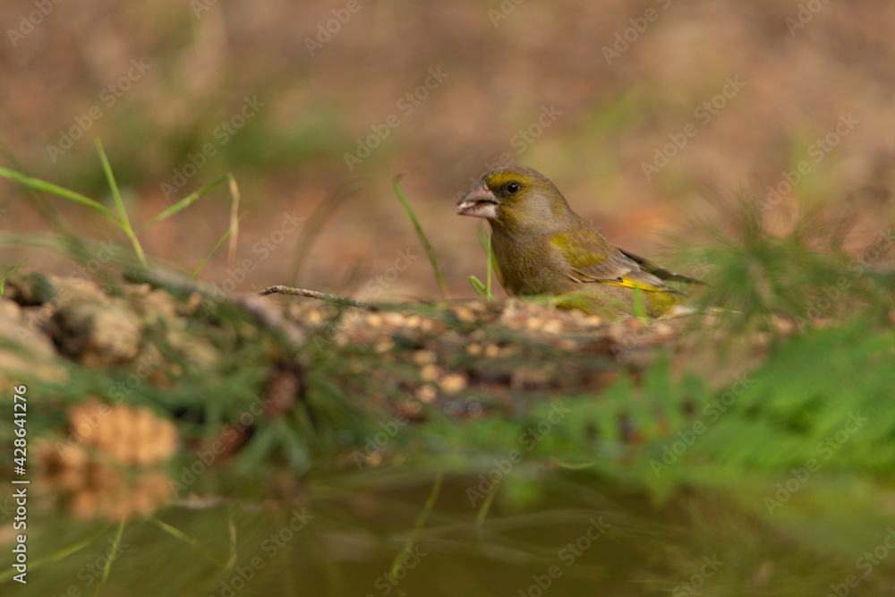 Fototapeta premium verderón común en el suelo del parque (Chloris chloris)