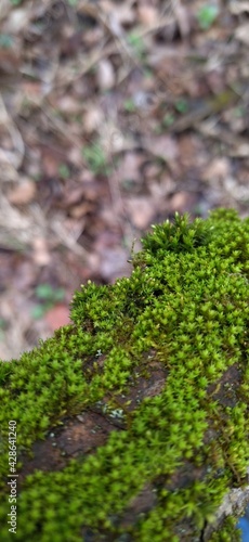 green moss on the stone © Julia