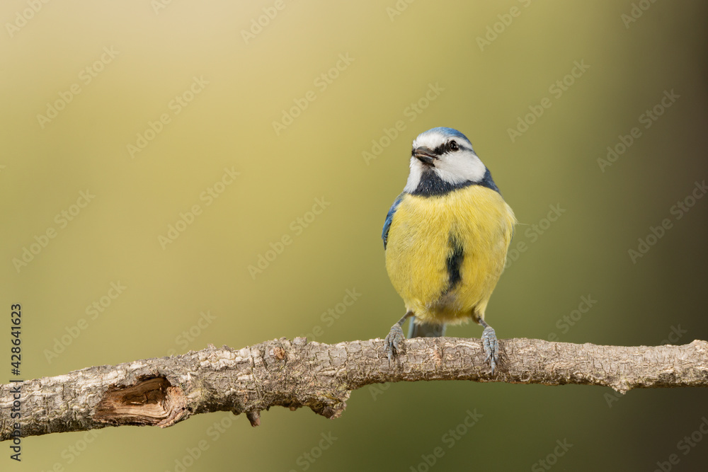 herrerillo común posado en una rama con fondo verde (Cyanistes caeruleus) herrerillo común posado en una rama con fondo verde (Cyanistes caeruleus)