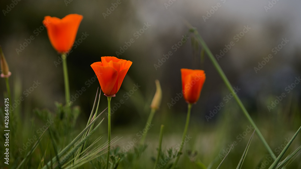 Obraz premium Tres amapolas naranjas en primavera naturaleza 