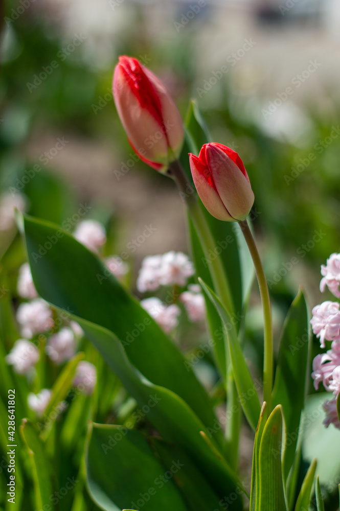 Naklejka premium red tulip in the garden