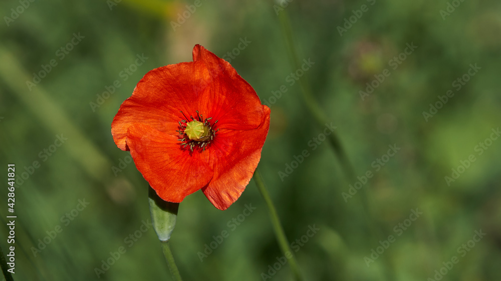 Amapola Rojo Fondo Verde Redonda Pístilos amarillos Amapola Rojo Fondo Verde Redonda Pístilos amarillos