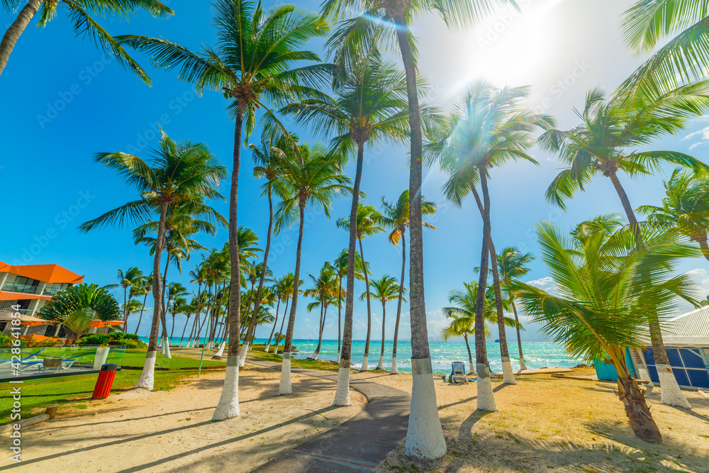 Tall palms under a shining sun in Bas du Fort shore in Guadeloupe
