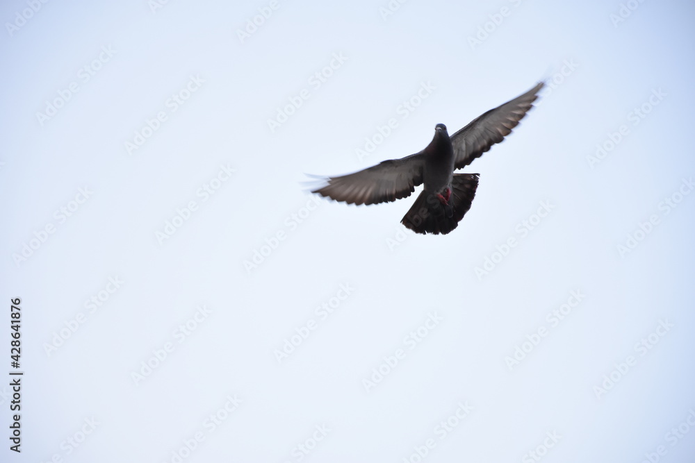 Fototapeta premium multiple 