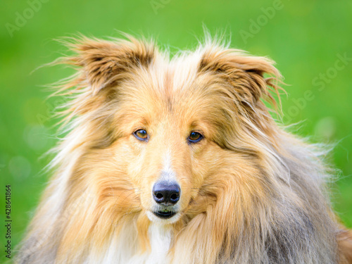 Dog Shetland Zibeline, colour portrait
