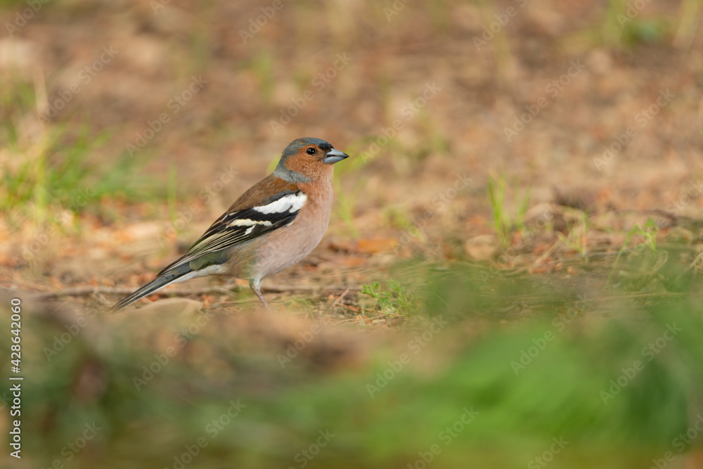 Fototapeta premium pinzón vulgar (Fringilla coelebs)