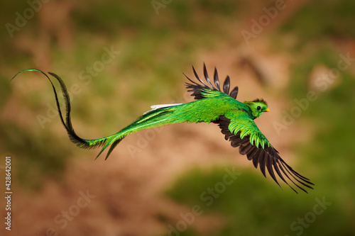 Photography Quetzal - Pharomachrus mocinno male - bird in the trogon family, found from Chiapas, Mexico to western Panama, well known for its colorful plumage, eating wild avocado