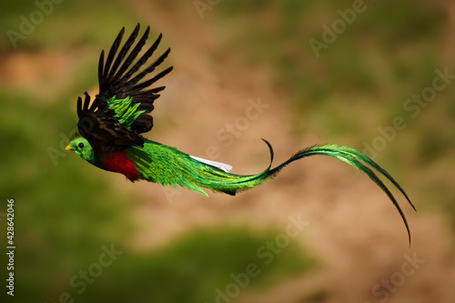 Quetzal - Pharomachrus mocinno male - bird in the trogon family, found from Chiapas, Mexico to western Panama, well known for its colorful plumage, eating wild avocado. Flying green nesting bird