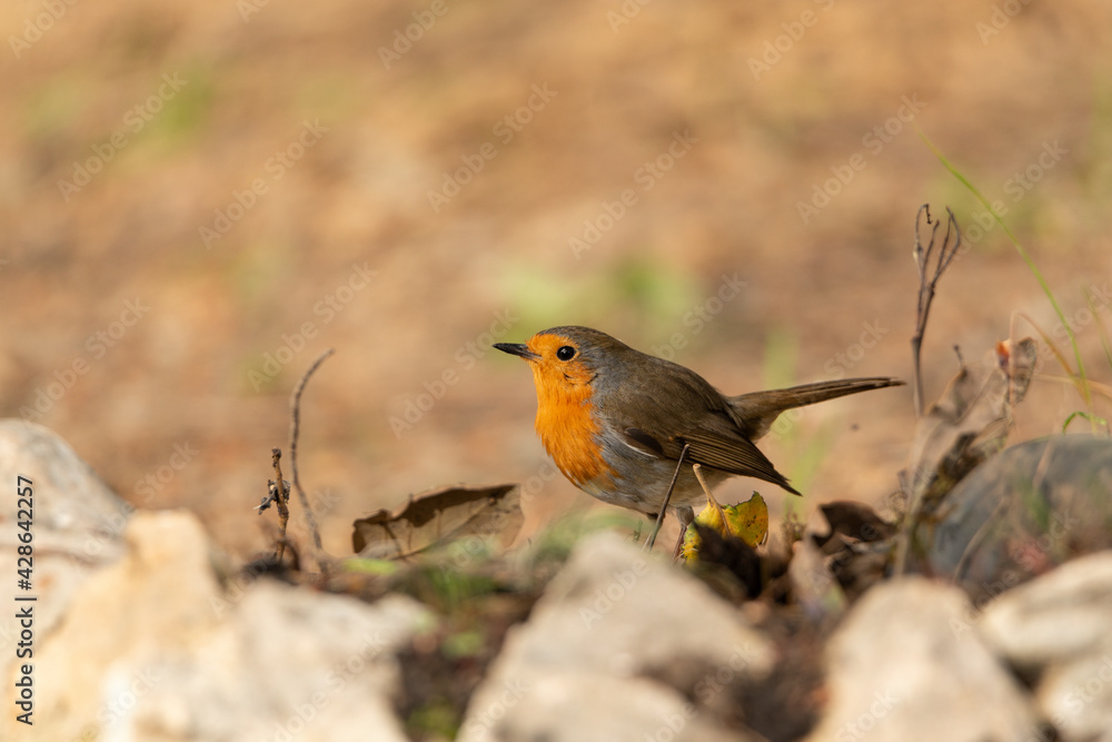 petirrojo europeo (Erithacus rubecula) petirrojo europeo (Erithacus rubecula)