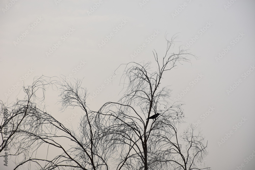 Obraz premium multiple 