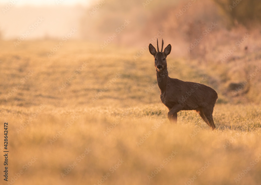 Roe deer in golden morning light