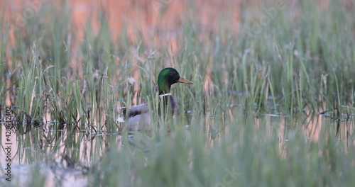 canard colvert (Anas platyrhynchos) immobile dans le marais