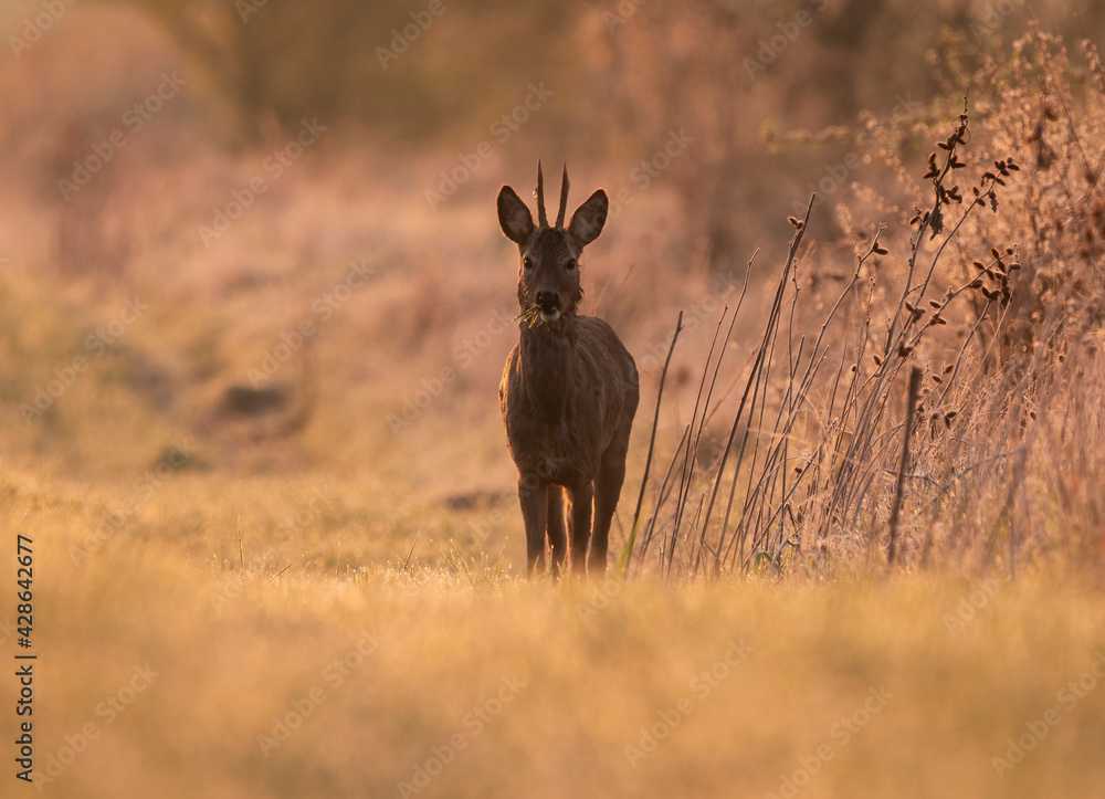 Roe deer in golden morning light Roe deer in golden morning light