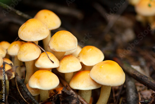 A group of small yellow mushrooms honey agarics.