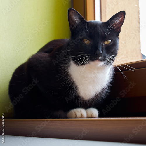 Black domestic cat sitting on the window. The cat has a white neck and black fur, white mustache and nice brown eyes. The animal is resting on the window sill, staring  © Matej
