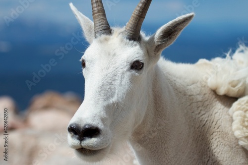 close up portrait of a white mountain goat