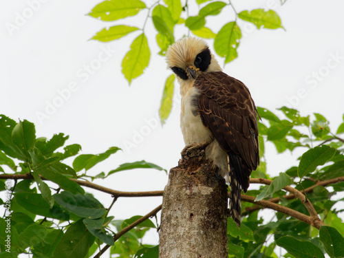 Laughing Falcon - Herpetotheres cachinnans also snake hawk, bird of prey in the falcon family Falconidae, neotropical species is specialist snake-eater, brown and yellow perching bird photo