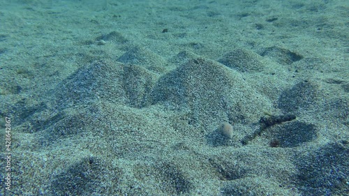 Cleaver Wrasse on the sandy seabed.
 photo