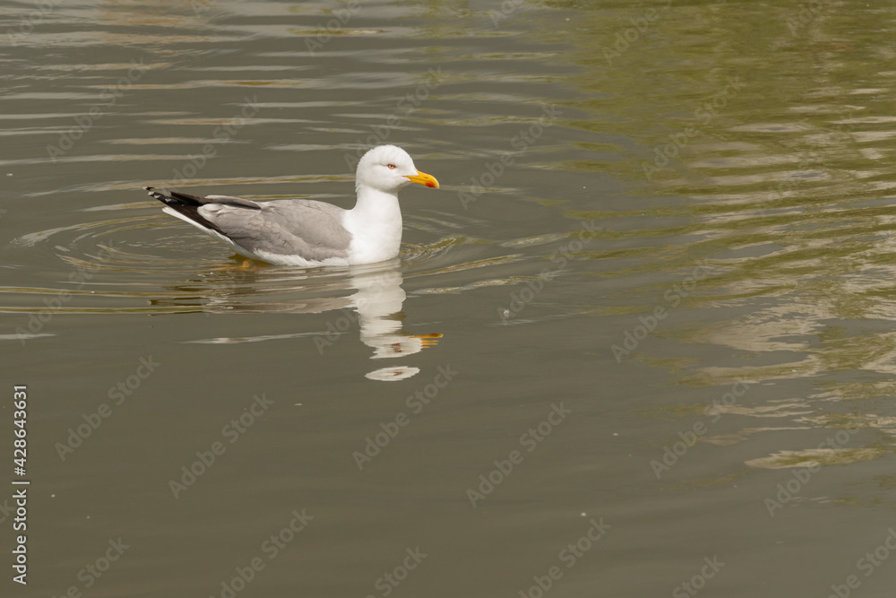 gaviota patiamarilla (Larus michahellis) nadando en el estanque del parque gaviota patiamarilla (Larus michahellis) nadando en el estanque del parque