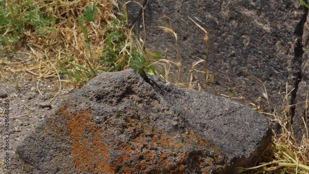 Wild Armenian wall lizard on grey rock in sunlight, small reptile habitat Wild Armenian wall lizard on grey rock in sunlight, small reptile habitat