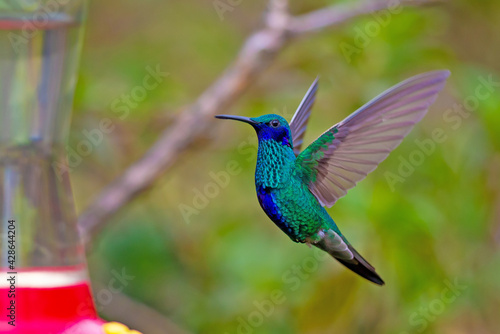 Hummingbird in Ecuador