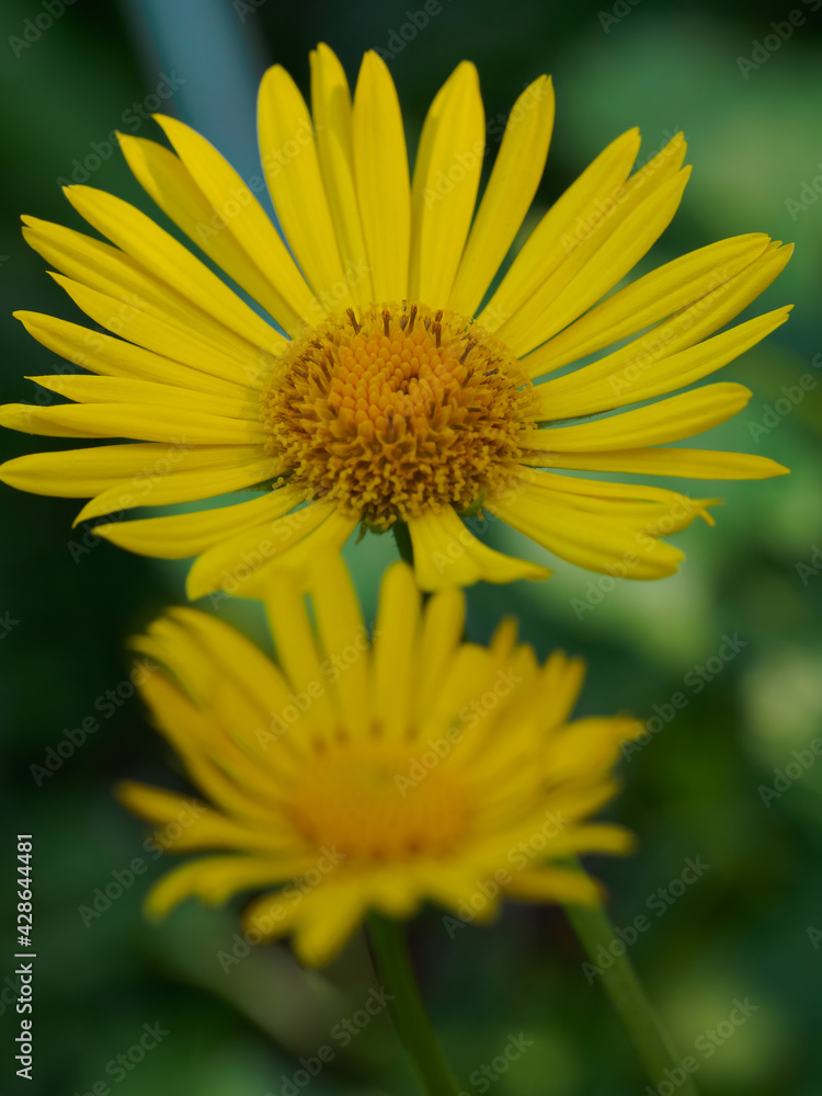 Fototapeta premium Blooming yellow flower in the garden