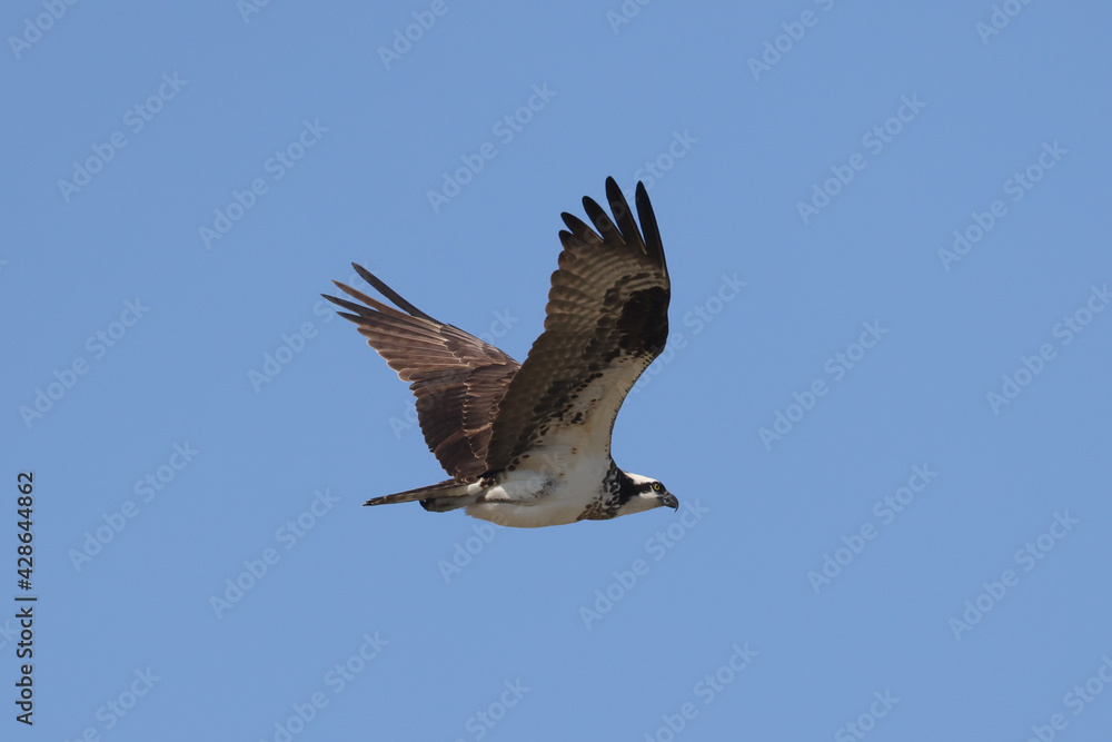 Obraz premium Osprey (fish hawk) flying high above nest with mate, fixing nest, fishing or mating on beautiful early spring day against bright blue sky