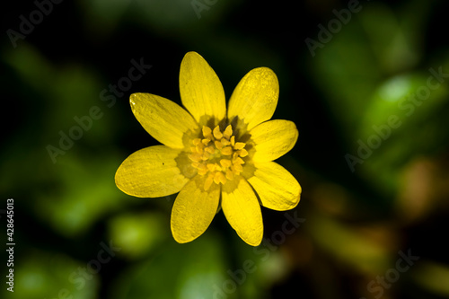 Caltha palustris (Kingcup, Marsh Marigold) , in the morning in the grass, close up