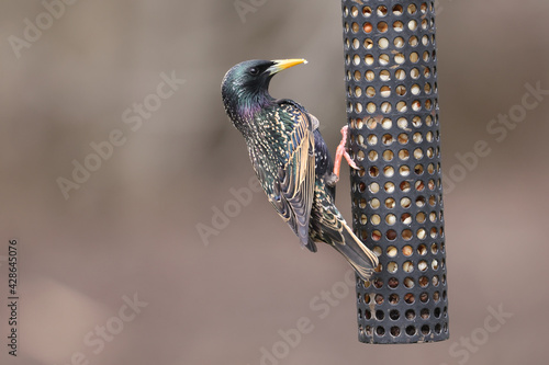 European starlings on feeder with bring rainbow plumage on early spring day 