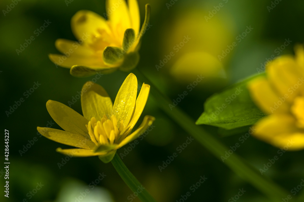 Fototapeta premium Caltha palustris (Kingcup, Marsh Marigold) , in the morning in the grass, close up