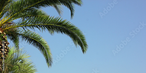 A branch of a palm tree against a blue sky. Holiday. The palm tree is located on the left. Grunge palm background. Copy space for text. Banner © Anastasiia