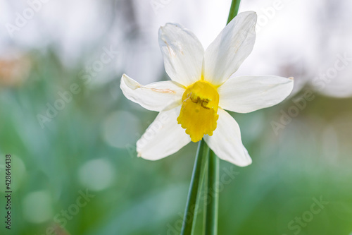 Daffodil Flower Closeup, spring time