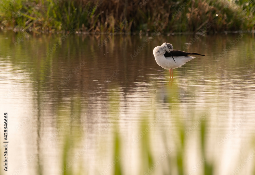 Obraz premium Himantopus himantopus in a small puddle in the morning