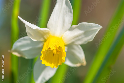 Daffodil Flower Closeup, spring time
