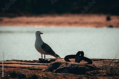 seagull on the pier Scotland wildlife