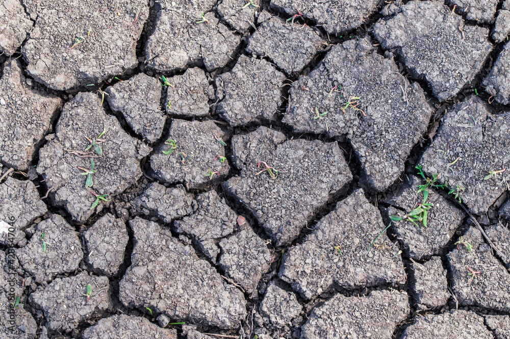 Obraz premium close-up photo of the dry earth, cracked earth