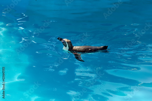 Penguin swimming in clear water