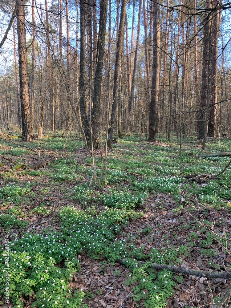 Spring forest full of snowdrops. Spring forest full of snowdrops.