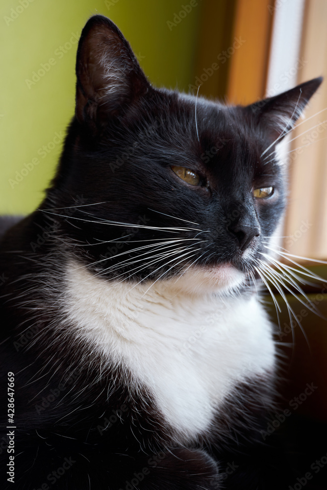 Black domestic cat sitting on the window. The cat has a white neck and black fur, white mustache and nice brown eyes. The animal is resting on the window sill, staring
Black domestic cat sitting on the window. The cat has a white neck and black fur, white mustache and nice brown eyes. The animal is resting on the window sill, staring