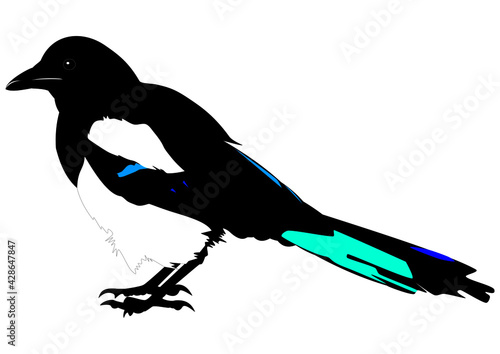 Illustration of a Eurasian magpie in a transparent background