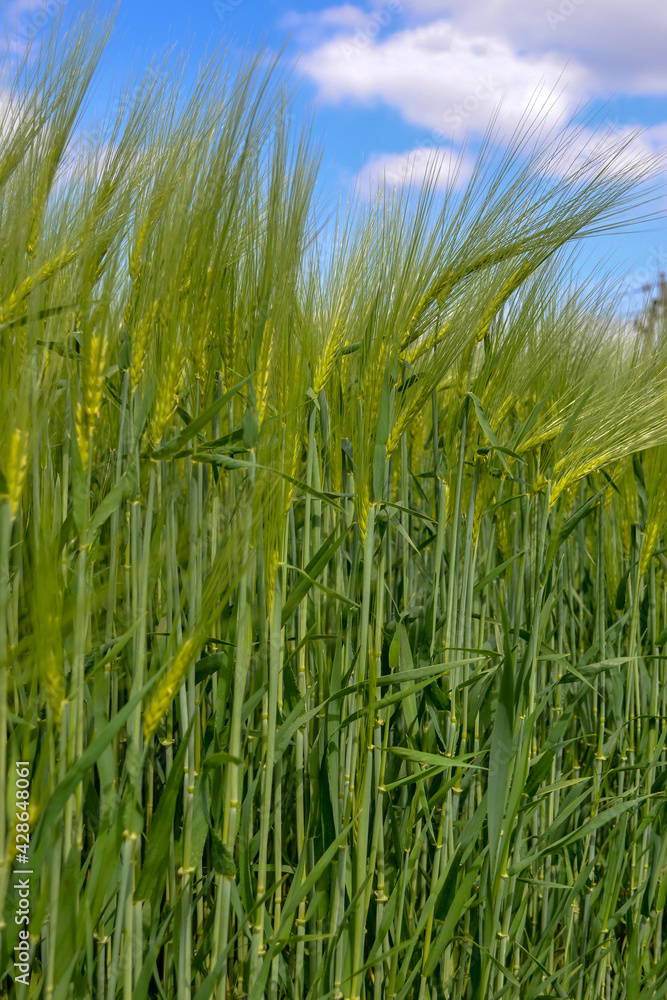The rye growing in the field. Gramineae Family. The rye growing in the field. Gramineae Family.