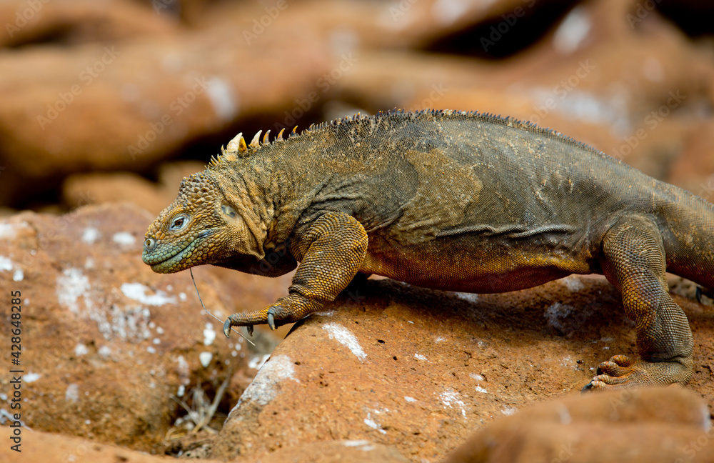 iguana over a rock in Galapagos iguana over a rock in Galapagos