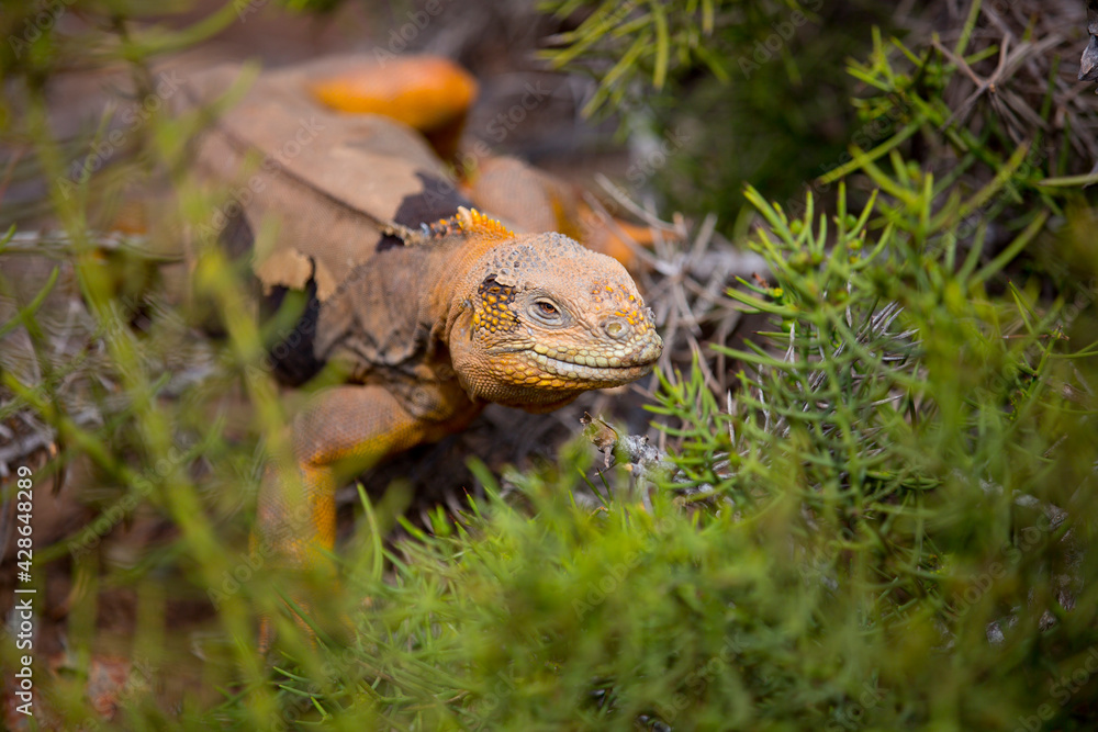 Fototapeta premium iguana over a rock in Galapagos