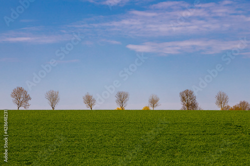 A green meadow in the Dutch hillside of south Limburg near the village of Margraten and Epen with a lonely trees on the horizon under a blue sky with some clouds. photo