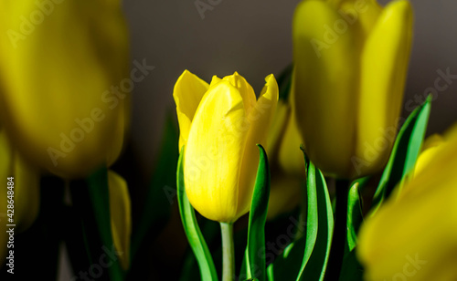 bouquet of Yellow Tulips in sunlight