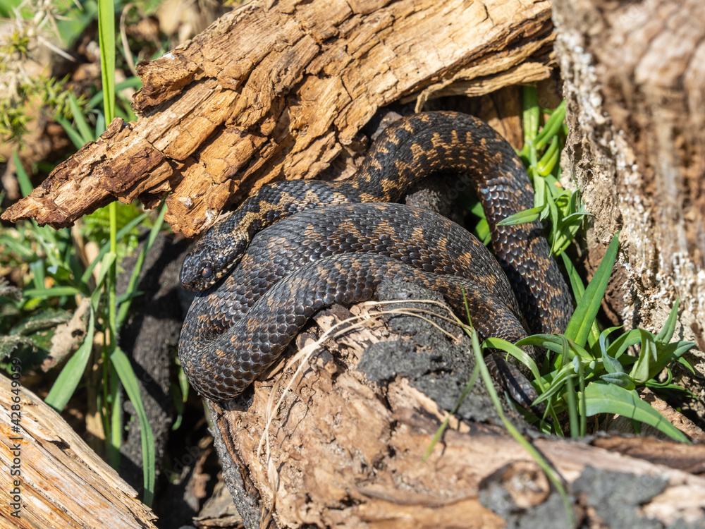 Fototapeta premium Two Adder Snakes. Coiled. Basking