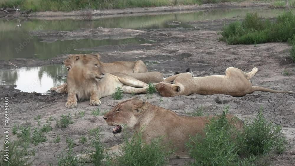 A pride of lions resting together at the edge of a waterhole in Africa. A pride of lions resting together at the edge of a waterhole in Africa.